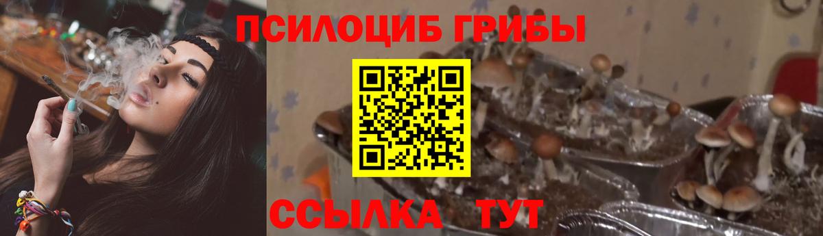Отрадное  Псилоцибиновые грибы MAGIC MUSHROOMS  Вход с VPN 
